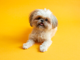 Cute beige and brown Shih Tzu lying down on orange seamless background with its tongue hanging out
