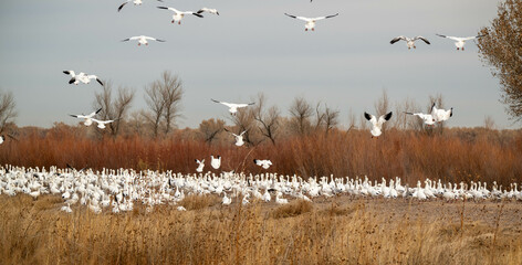 flock of geese