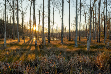 Trees in cold swamp at sunset
