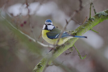 Eurasian Blue Tit sitting on a tree branch