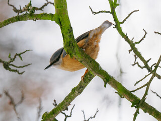 The Eurasian nuthatch (Sitta europaea). sitting on a tree branch