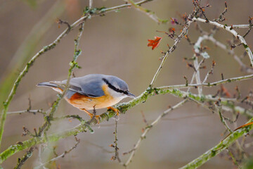 The Eurasian nuthatch (Sitta europaea). sitting on a tree branch