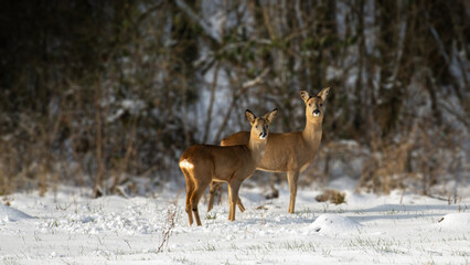 Reh im Winter auf der Lichtung bei Schnee mit Wald im Hintergrund, zwei Rehe, Rehwild