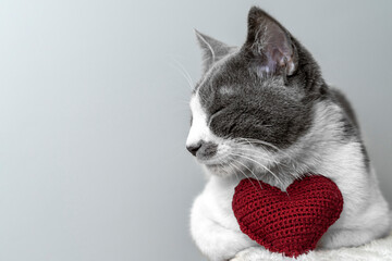 A red knitted heart in the paws of a cat. A postcard with a gray and black fluffy cat for Valentine's Day. Festive background with a cat. copy space