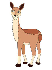 Cute vicuna isolated on white background. Vector illustration.