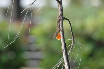 Brown anole lizard with orange dewlap on a branch