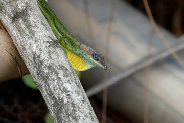 Male Barbados green anole with yellow dewlap