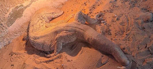 spiny-tailed lizard from the algerian desert, Ghardaia. Oasis M'zab, Algeria, - obrazy, fototapety, plakaty
