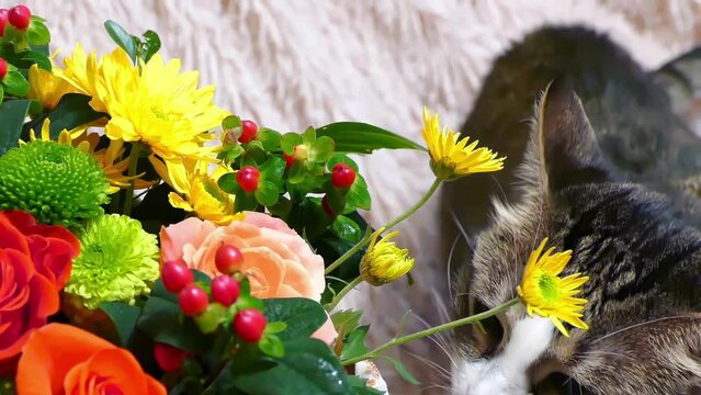 Funny cat eats holiday flowers. Hungry pet 4K background.