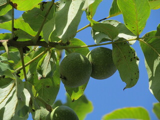 figs on tree