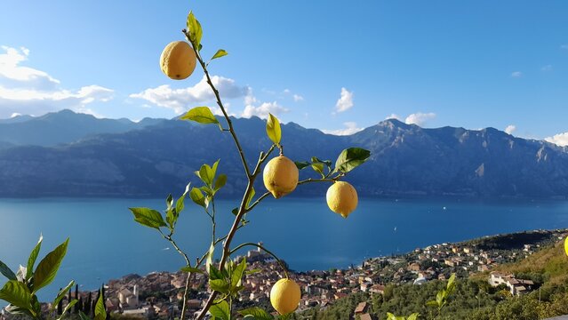 Gardasee