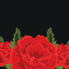 floral banner, a frame consisting of an opened bud of a red, curly carnation on a black background, for use in printing, vector
