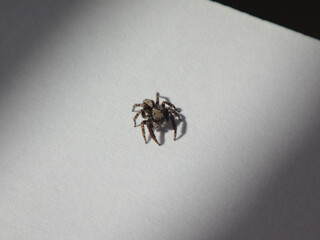 Male fleecy jumping spider (Pseudeuophrys lanigera) on white sheet of paper