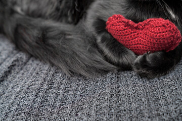 A red knitted heart in the paws of a cat. A postcard with a gray and black fluffy cat for Valentine's Day. Festive background with a cat. copy space