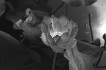 Black and white photo of a lotus flower. A blooming lotus in a black and white photograph.
