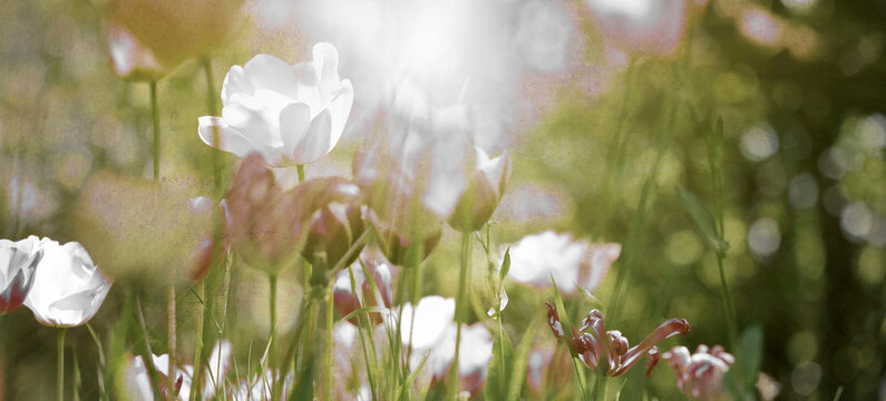 tulpen gef&auml;rbt collage trauer sepia panorama friedwald