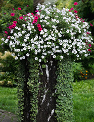 Petunia flowers composition in a flower pot in the garden in summer, September; selective focus.