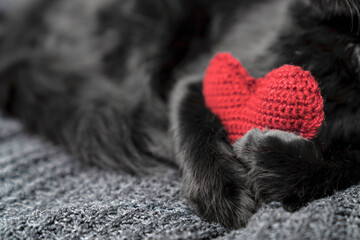 A red knitted heart in the paws of a cat. A postcard with a gray and black fluffy cat for...
