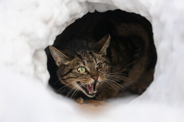 Katze in Schneehöhle - obrazy, fototapety, plakaty