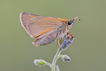 butterfly on a flower