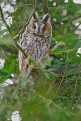 owl on tree