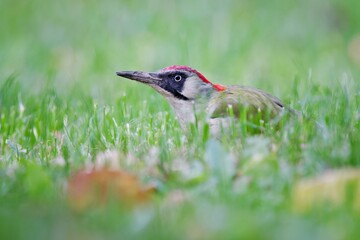 green woodpecker