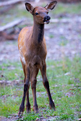 Young Rocky Mountain elk (wapiti) , seen in the wild in Wyoming