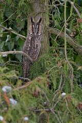 owl in the woods