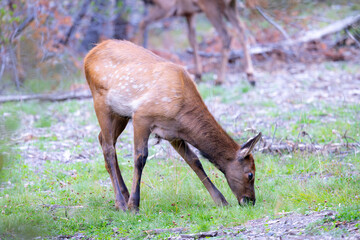 Young Rocky Mountain elk (wapiti) , seen in the wild in Wyoming