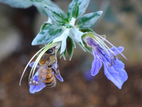 Western honey bee (Apis mellifera) feeding on a pale purple shrubby germander flower