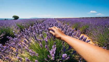 woman touching blossoming lavender in the lavender field with her hands first person view provence...