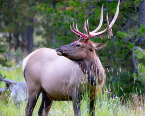 Rocky Mountain  elk shedding its antler velvet, , seen in the wild in Wyoming