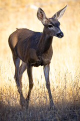 Very young black-tailed deer with  small antlers, seen in the wild in North California