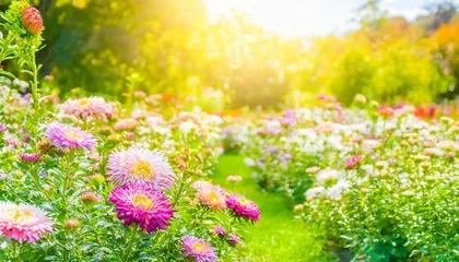 Fototapeten beautiful flower garden with blooming asters and different flowers in sunlight landscape design spring background with copy space © Charlotte