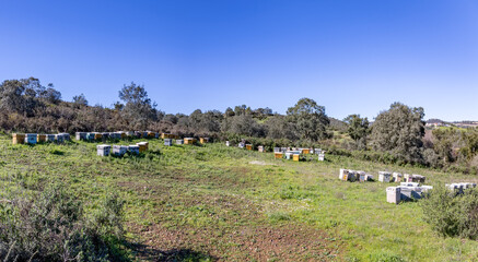 Panoramic view of a huge traditional wooden bee hives in huelva mountains for the pollination of plantations and obtaining honey