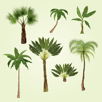 palm tree set with isolated images exotic tropical trees different types blank background vector illustration