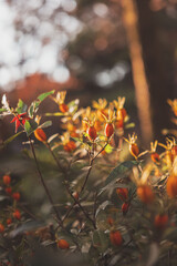 Flowers in Japanese garden
