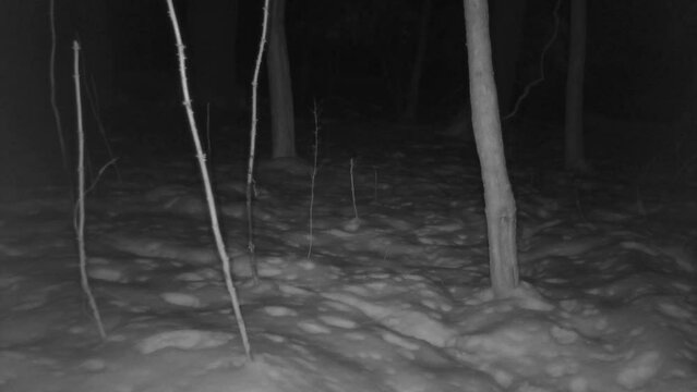 wild red fox in snowy forest at night