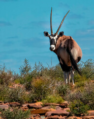 With a backward glance. A gemsbok cow (Oryx gazella), idenified by the thickness of their horns,...