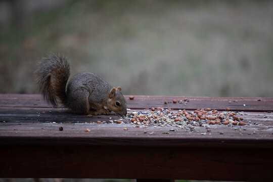 Fox squirrel with nuts and seeds
