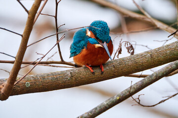 Kingfisher in a tree