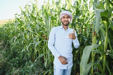 Farmer at corn field. A farmer or agronomist inspects the corn crop.