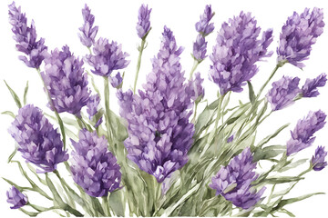 Obraz premium Lavender Flower Bouquet. Watercolor floral illustration
