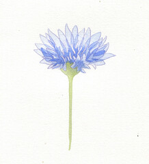 cornflower watercolor drawing, illustration on the white background