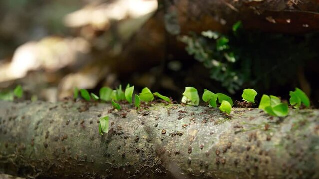 Movement of Ants around tree trunk in Amazon Rainforest.