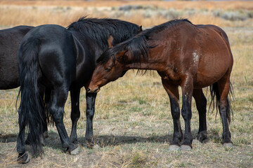 Mustangs in high desert in Nevada, USA (Washoe Lake), featuring bay color and black color horses interacting and sniffing one another - 715007138