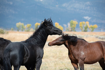 Mustangs in high desert in Nevada, USA (Washoe Lake), featuring bay color and black color horses interacting and sniffing one another