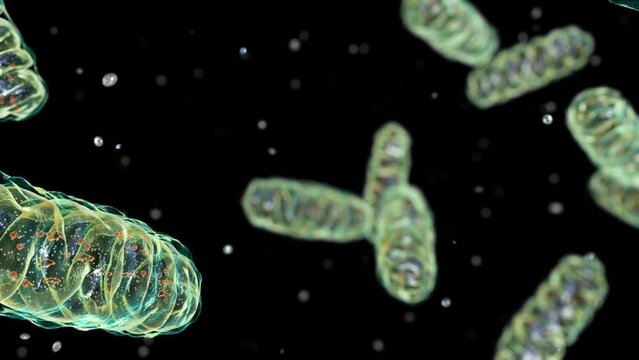 Mitochondria, a membrane-enclosed cellular organelles producing energy, 3D animation