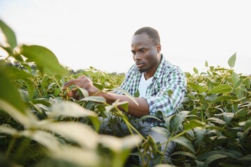An African American male farmer or agronomist inspects soybeans in a field at sunset.