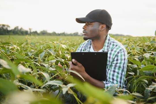 An African agronomist in a soybean field examines the crop.